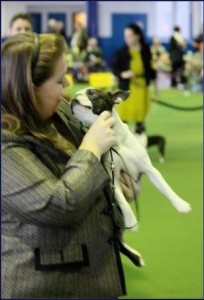 Edith - Boston Terrier